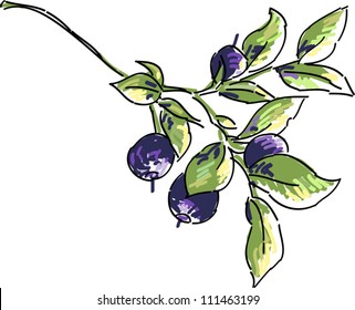 Blueberry vector