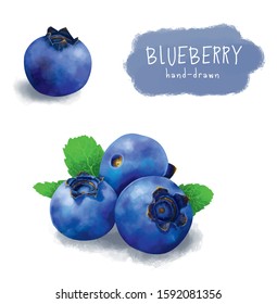 Blueberry vector, berries isolated on white background. Realistic digital paint. Vector illustration