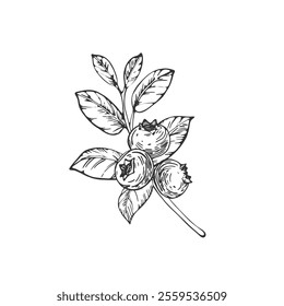 Blueberry vector black and white illustrations hand drawn with ink. Branch with leaves and berries bilberry on a white background. Isolated elements for label design