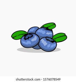 blueberry vector with color for all purpose