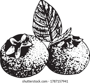 Dibujo vectorial de arándano azul. Esbozo aislado de bizcocho sobre fondo blanco. Ilustración de estilo de fruta de verano grabada. Platos vegetarianos detallados a mano. Excelente para etiquetas, afiches, impresión