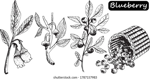 Blueberry vector drawing. Isolated berry branch sketch on white background. Summer fruit engraved style illustration. Detailed hand drawn vegetarian food. Great for label, poster, print