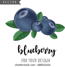 Blueberry vector element for your design. Calligraphy inscription. Hand drawn illustration. Fresh healthy summer berry.