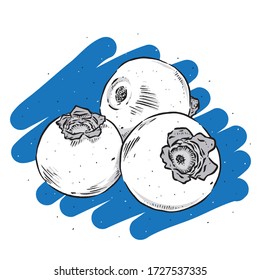 Blueberry vector. Engraved organic food hand drawn sketch engraving illustration. Blueberry isolated on colourful background.