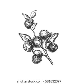 Blueberry. Vector hand drawn illustration. 