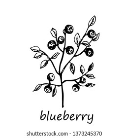 Blueberry. Vector illustration.