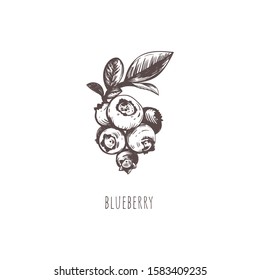 Blueberry Vector Illustration. Blueberry Berry Sketch Hand Drawing. Blueberry Botanical Illustration
