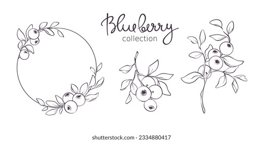 Blueberry - vector illustration. Design elements with a branch with leaves and berries. Sketch in lines, freehand drawing.	