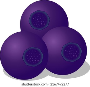 Blueberry vector. Illustration of juicy blueberries. Three purple berries.