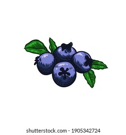 Blueberry vector illustration for Logo and Packaging. Vector drawing, handrawn, vintage, line art of Blueberry on white background 1