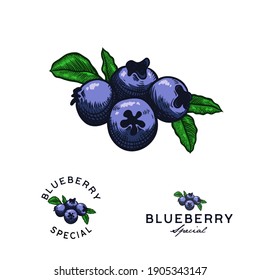 Ilustración vectorial del arándano azul para Logotipo y Embalaje. Dibujo vectorial, de mano, vintage, arte de línea Blueberry sobre fondo blanco 3