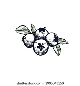 Ilustración vectorial del arándano azul para Logotipo y Embalaje. Dibujo vectorial, de mano, vintage, arte de línea Blueberry sobre fondo blanco 2