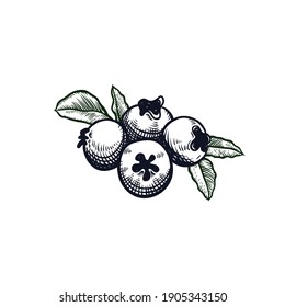 Wildberries logo PNG transparent image download, size: 900x300px