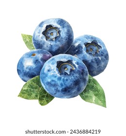 blueberry vector illustration in watercolour style