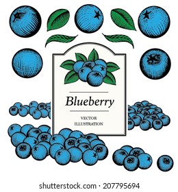 Blueberry Vector Illustrations