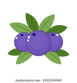 Blueberry vector. blueberry on white background. symbol. logo design.