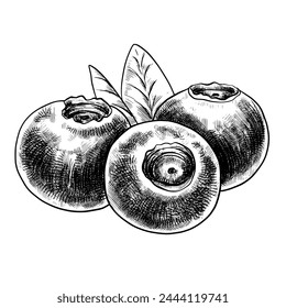 Blueberry vector vintage ink drawing