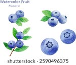 Blueberry watercolor hand painting fruit illustration