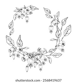 Blueberry white line bell flower and bud with plant leaves on branches, hand drawn in ink vector, wildflower botanical illustration. Isolated wreath garland frame. Wedding, florist shop, scrapbooking