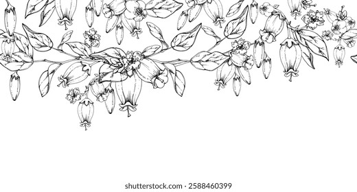 Blueberry white line bell flower and bud with plant leaves on branches, hand drawn in ink vector, wildflower botanical illustration. Seamless isolated banner, for scrapbooking, wedding, florist shop