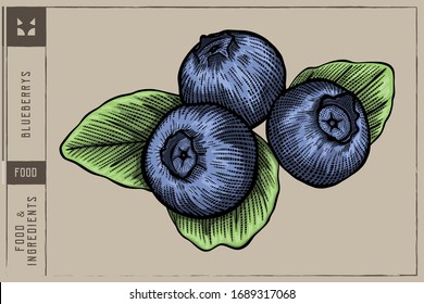 Blueberrys Vector illustration - Hand drawn