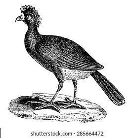 Blue-billed curassow or Blue-knobbed curassow, vintage engraved illustration. Natural History of Animals, 1880.
