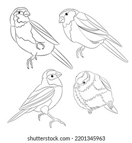 Bluebird Bird  Outline Set Of Four Vintage Vector Illustration Editable Hand Draw 