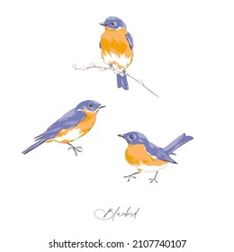 Bluebird Hand Drawn Vector Illustration Set Isolated On White. Vintage Curiosity Cabinet Aesthetic Print.