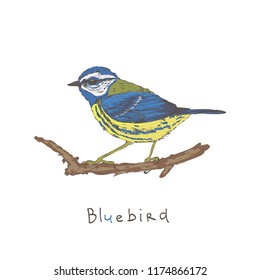 Bluebird on a branch. Vector illustration