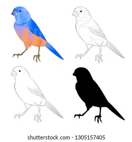 Bluebird small bird thrush  outline and silhouette on a white background  vintage vector illustration editable hand draw