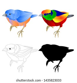 Bluebird small bird thrush and tropical bird  outline and silhouette on a white background  vintage vector illustration editable hand draw