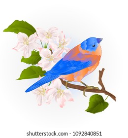 Bluebird small thrush songbirdon on an apple tree branch vintage vector illustration editable hand draw