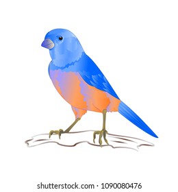 Bluebird  thrush small songbirdon a  background vintage vector illustration editable hand draw