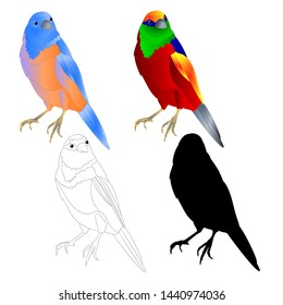 Mountain bluebird Stock Illustrations, Images & Vectors | Shutterstock