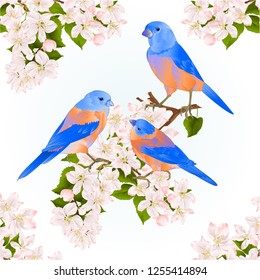 Bluebirds  thrush small songbirdons on an apple tree branch with flowers spring background vintage vector illustration editable hand draw