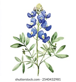 Ilustración de Clipart de acuarela de flores Bluebonnet