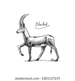 Bluebuck or blue or roan antelope. Extinct mammal animal. Engraved Hand drawn vector illustration in woodcut Graphic vintage style.