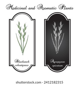 Bluebunch wheatgrass (Agropyron spicatum, or pseudoroegneria spicata), Official State Grass of Montana. Vector hand drawn illustration