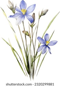 Blue-eyed Grass Watercolor illustration. Hand drawn underwater element design. Artistic vector marine design element. Illustration for greeting cards, printing and other design projects.