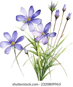 Blue-eyed Grass Watercolor illustration. Hand drawn underwater element design. Artistic vector marine design element. Illustration for greeting cards, printing and other design projects.