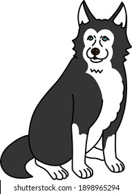 A blue-eyed Siberian Husky sitting up looking at the front.
