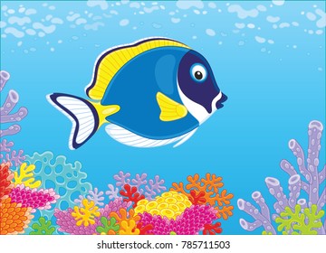 A blue-faced surgeon fish swimming in blue water over a colorful coral reef in a tropical sea, a vector illustration in cartoon style