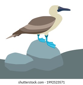 Blue-feet booby bird on a stone