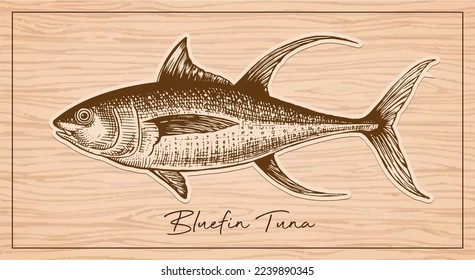 Bluefin Tuna. Hand drawn vector illustration of bluefin tuna on wood background. Vector engraving illustration of highly detailed hand drawn tuna.