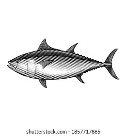 Bluefin Tuna illustration in a vintage style.