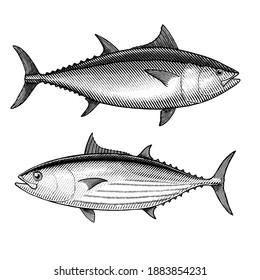 Dw00497 Atlantic bluefin tuna – Frits Ahlefeldt: Drawn journalism & hiking