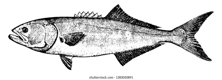 Bluefish average weight from 3 to 6 pounds, vintage line drawing or engraving illustration.