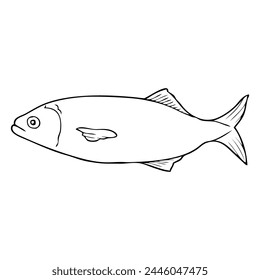 bluefish line vector illustration,isolated on white background,top view