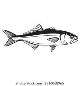 Bluefish (Pomatomus saltatrix). Ocean fish. Black and white hand drawn vector illustration.