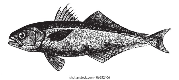 The bluefish (Pomatomus saltatrix) or tailor, vintage engraved illustration. Trousset encyclopedia (1886 - 1891).